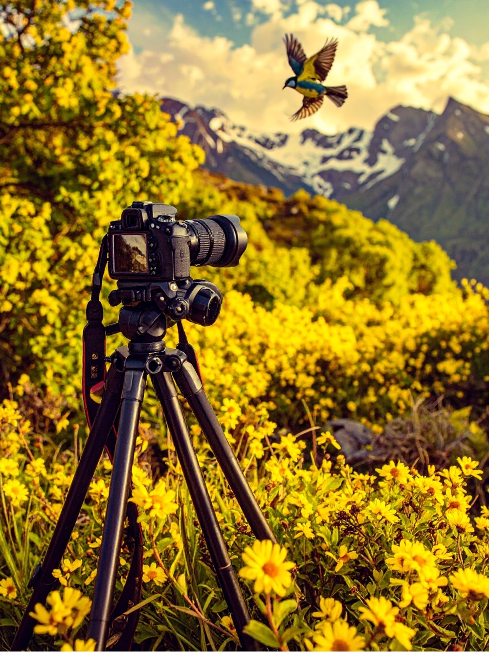 Scenic Bird and Meadow Art Print - Yellow Landscape Wall Art